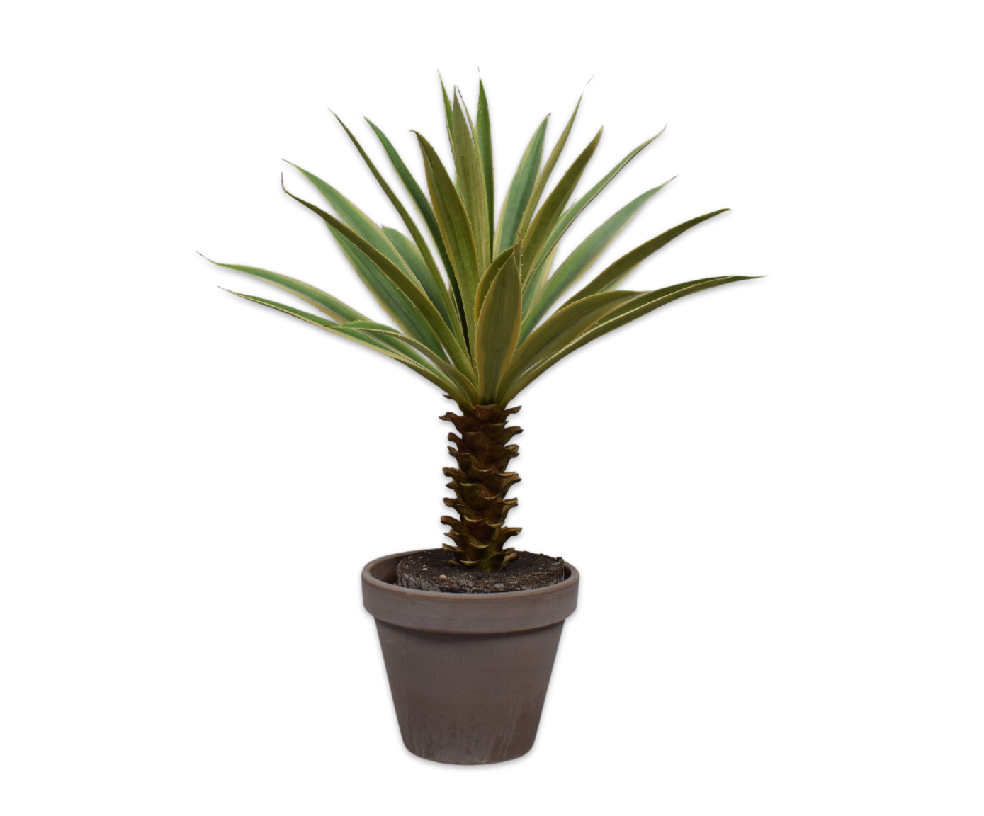 Plant Yucca groen met stam | 76 cm