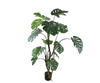 Plant Monstera Groen | 150 cm