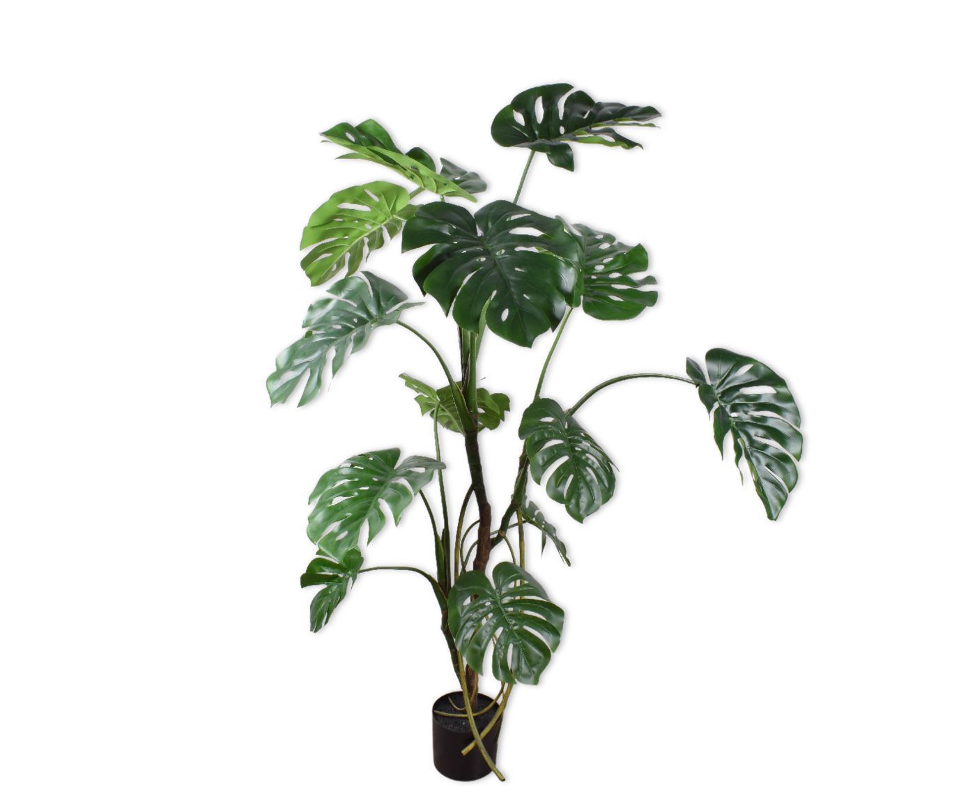 Plant Monstera Groen | 150 cm