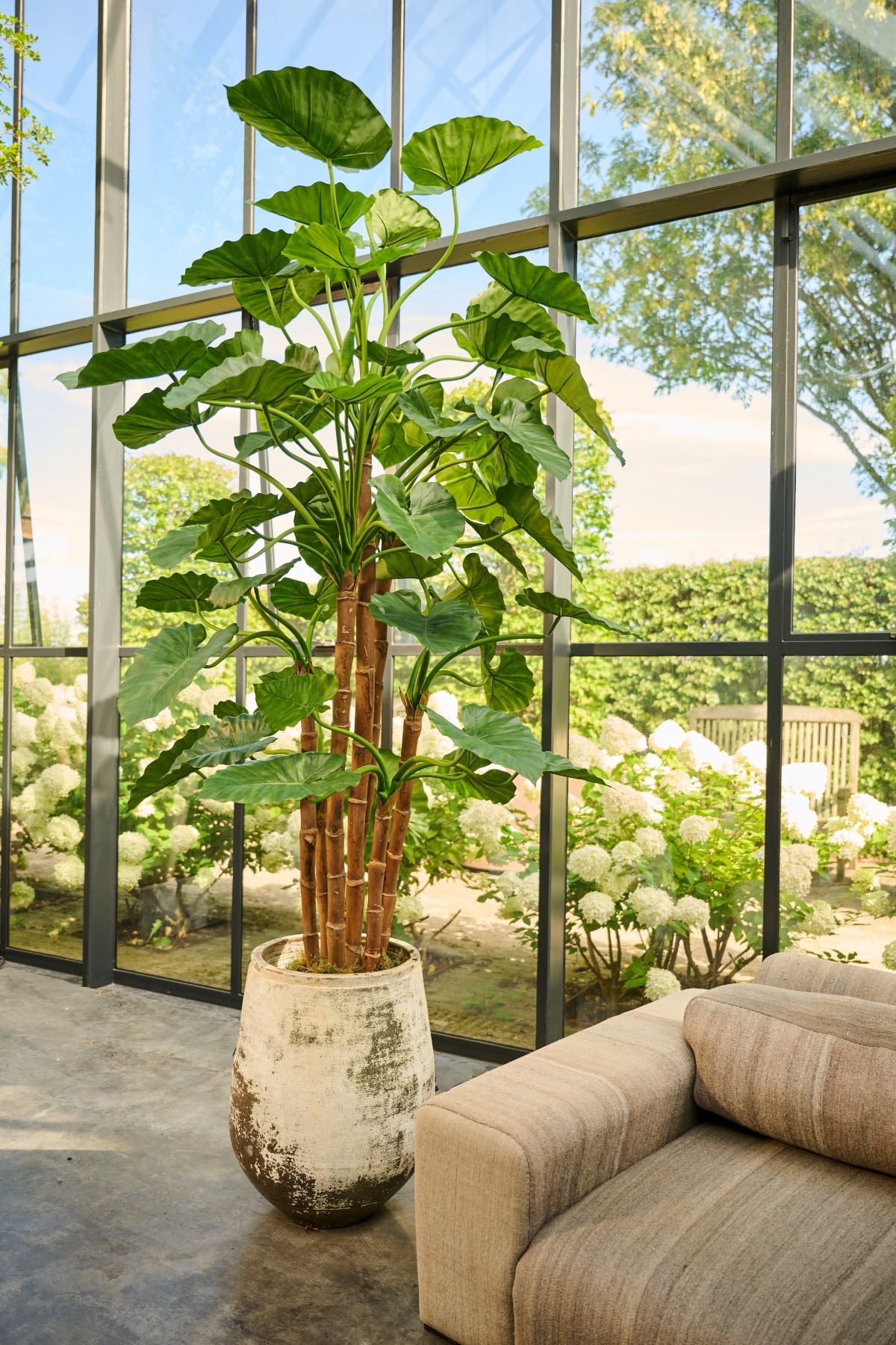 Plant Alocasia Groen | 210 cm