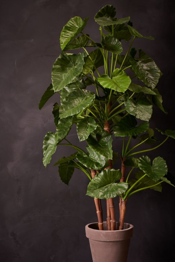 Plant Alocasia Groen | 210 cm