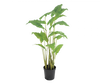 Plant Alocasia Groen | 126 cm