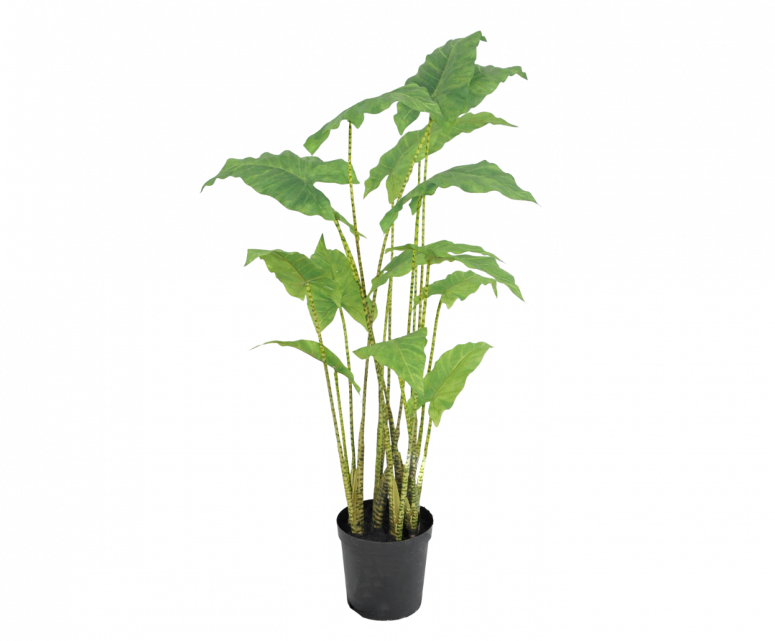 Plant Alocasia Groen | 126 cm