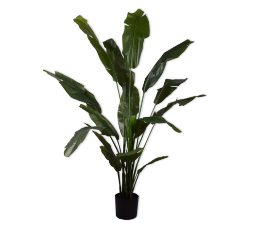 Plant Strelitzia groen | 180 cm