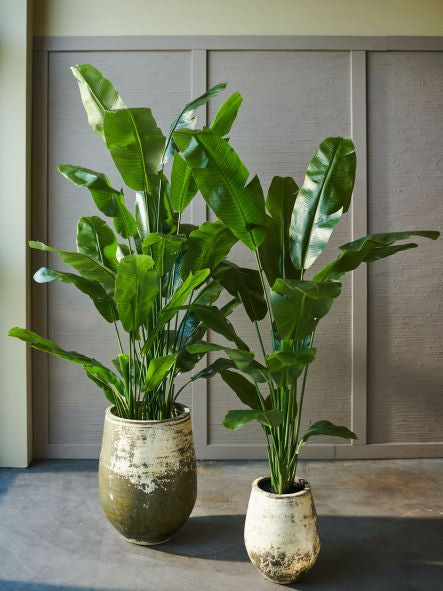 Plant Strelitzia groen | 200 cm