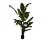 Plant Strelitzia groen | 200 cm