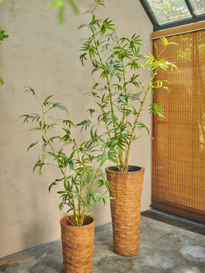 Plant Bamboe Groen 210 cm