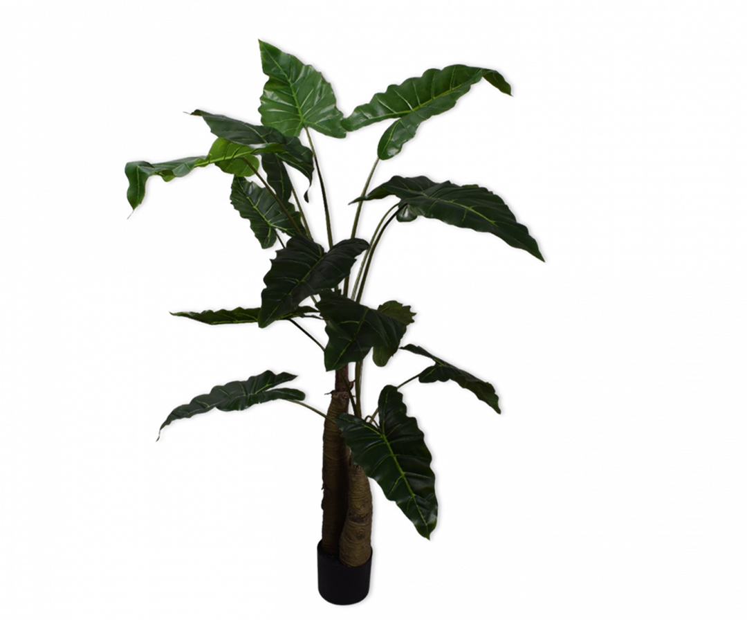 Alocasia groen | 152 cm