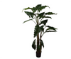 Alocasia groen | 182 cm
