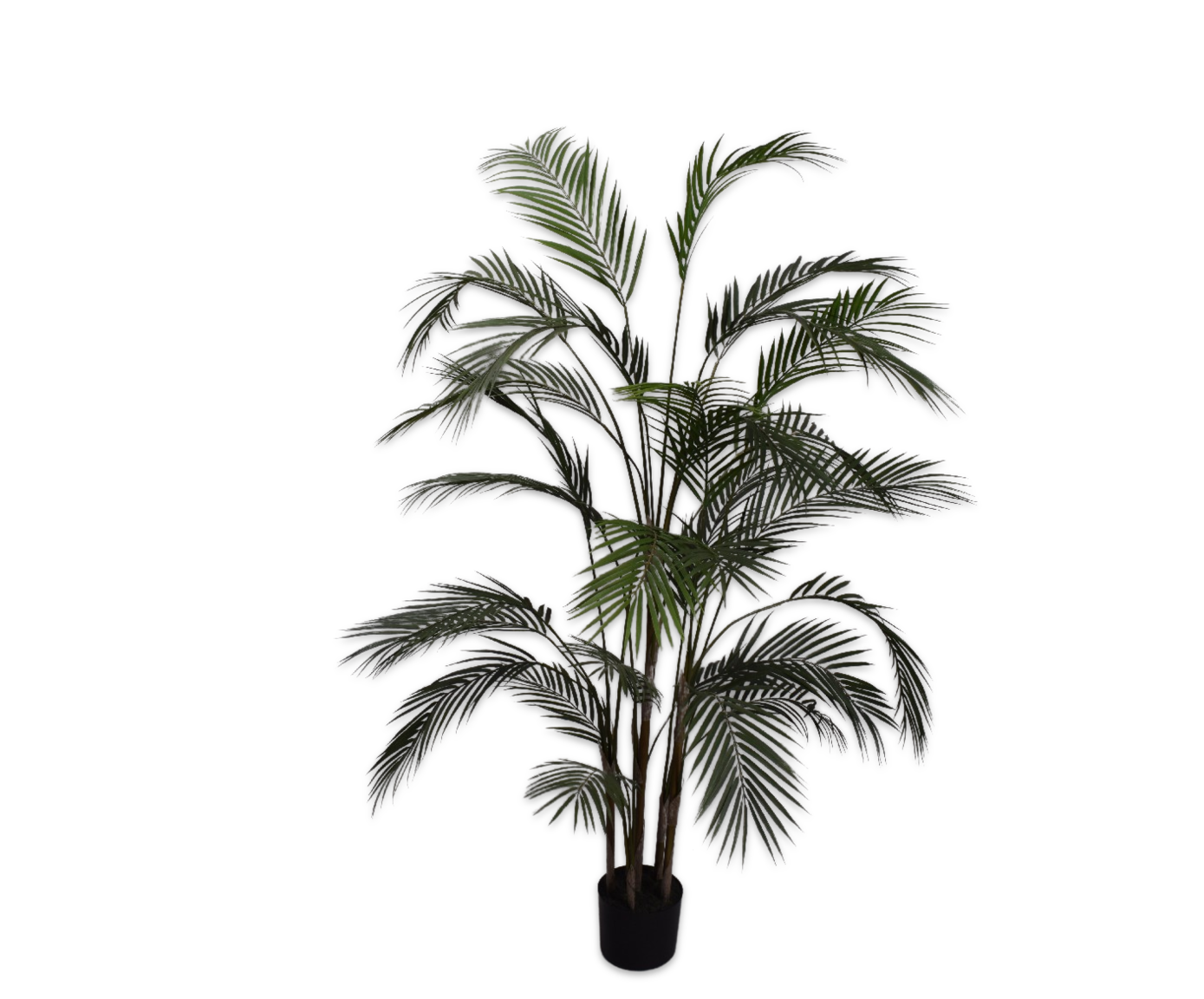 Palm Groen | 152 cm