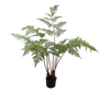 Plant Varen Groen | 157 cm