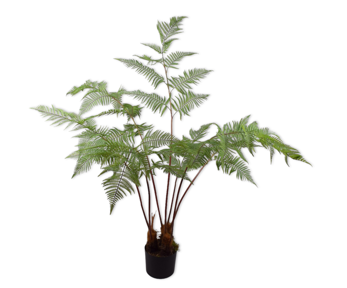 Plant Varen Groen | 157 cm