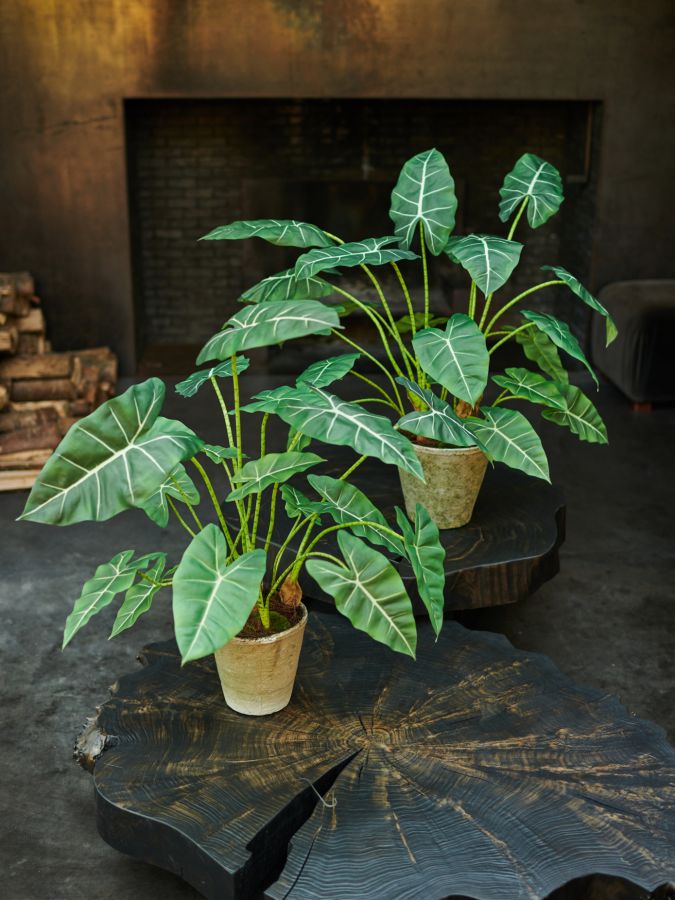 Plant Alocasia Groen 86 cm