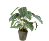 Plant Alocasia Groen 86 cm