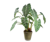 Plant Alocasia Groen 81 cm