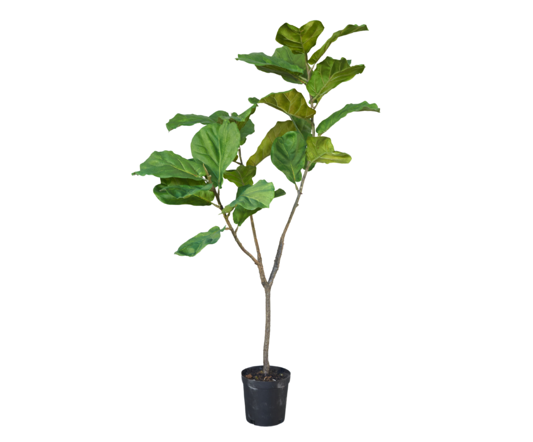 Plant Ficus Groen | 151 cm