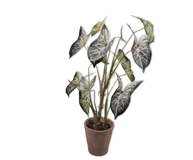 Alocasia Groen | 80 cm