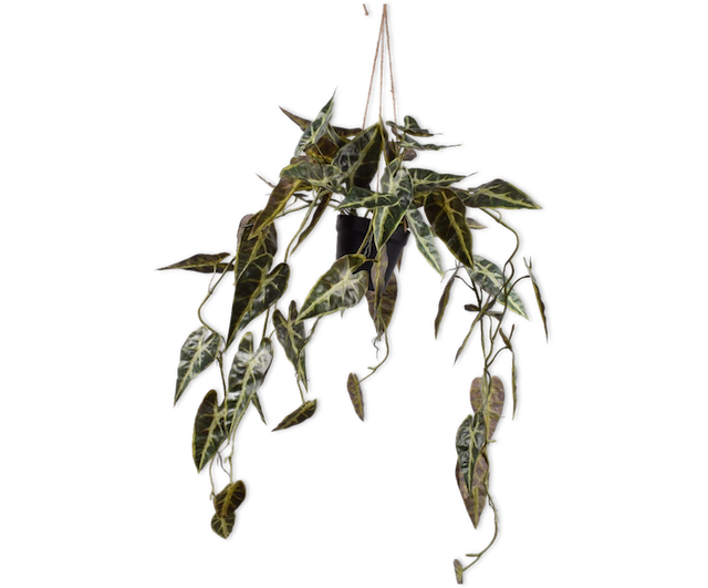 Hangplant Philodendron | 104 cm