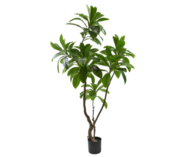 Plant Magnolia | 194 cm