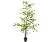 Plant Groen | 259 cm