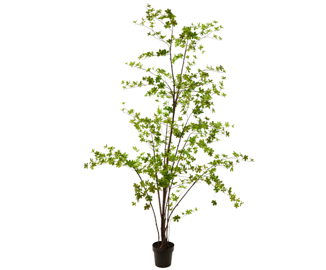 Plant Groen | 259 cm