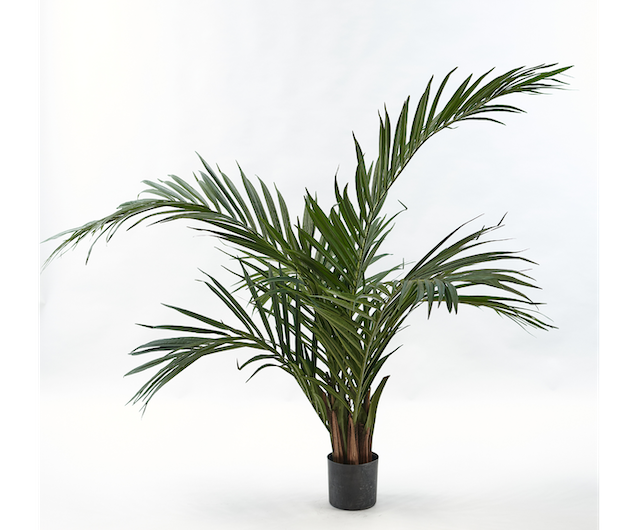 Plant Palm | 118 cm