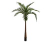 Plant Palm | 213 cm