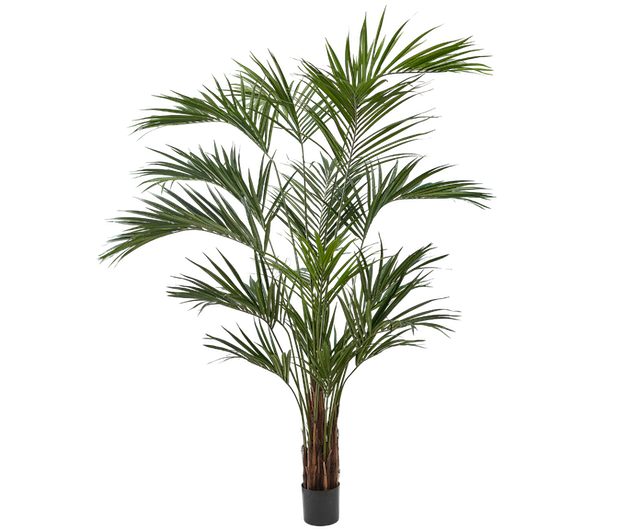 Plant Palm | 250 cm
