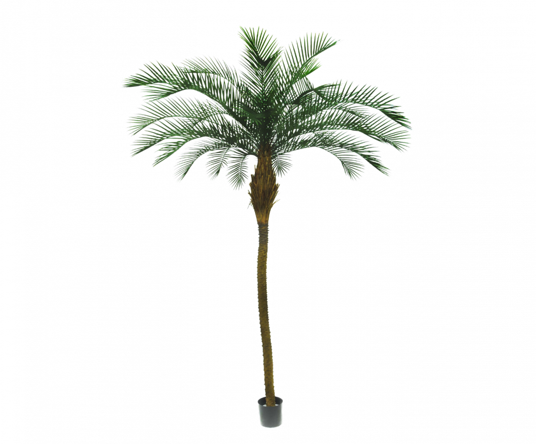 Plant palm Groen | 213 cm