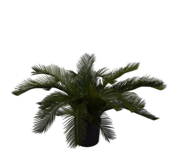 Plant Palm | 60 cm