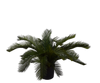 Plant Palm | 60 cm
