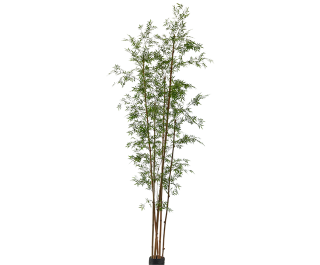 Bamboe Groen | 335 cm