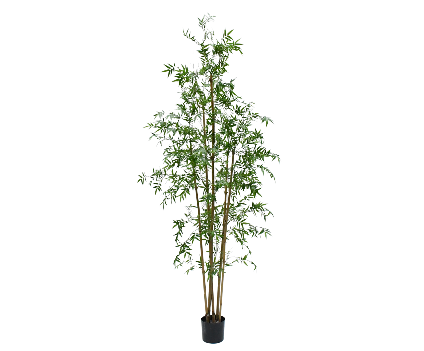 Plant Bamboe Groen | 245 cm