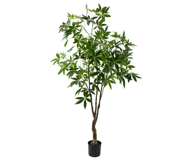 Plant Pachira | 210 cm