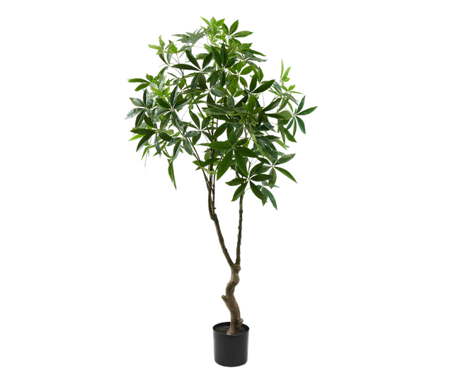 Plant Pachira | 180 cm