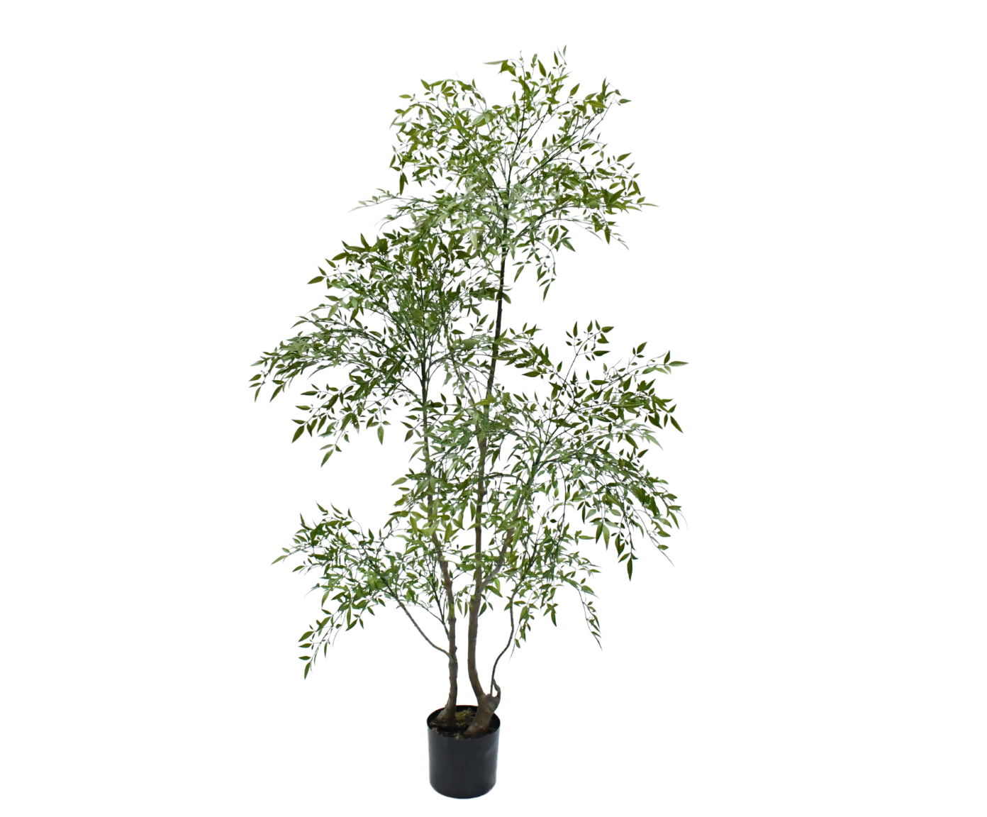 Plant Ruscus Groen | 210 cm
