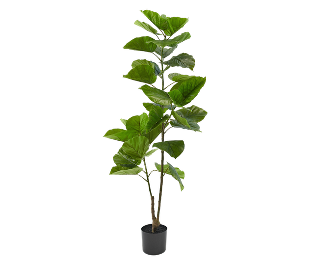 Ficus Groen | 150 cm / 80⌀ cm
