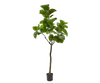 Ficus Groen | 210 cm / 120⌀ cm