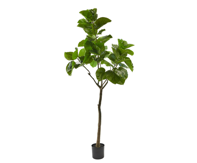 Ficus Groen | 210 cm / 120⌀ cm