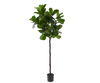 Ficus Groen | 210 cm / 140⌀ cm