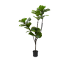 Ficus Groen | 150 cm / 120⌀ cm