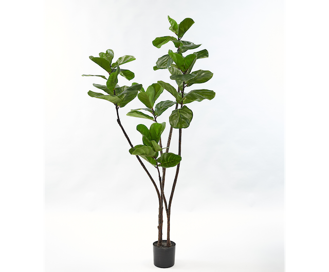 Ficus Groen | 150 cm / 180⌀ cm