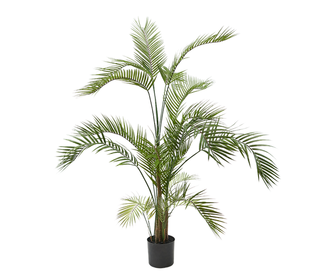 Plant Palm | 150 cm