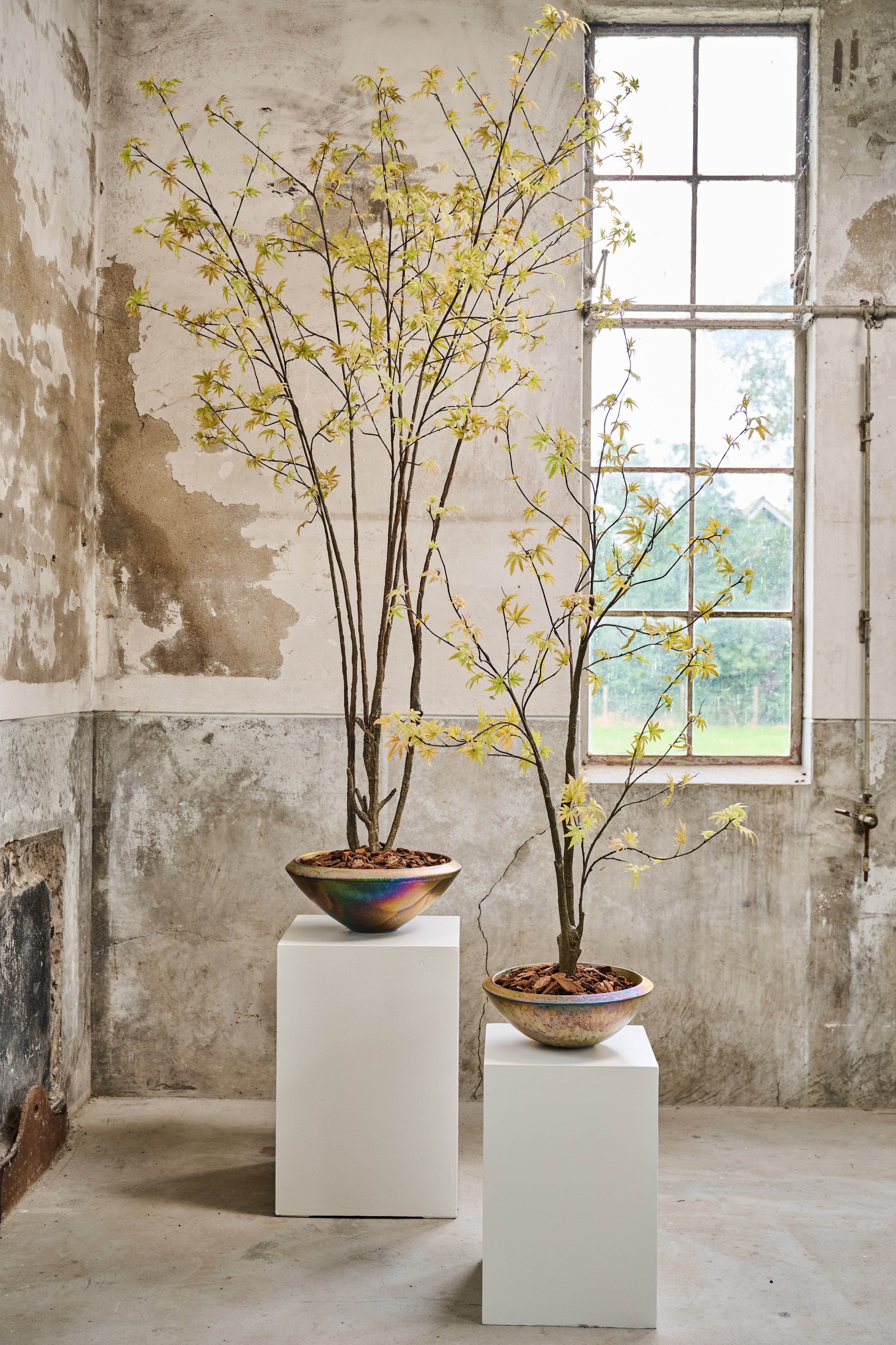 Plant Esdoorn Geel/Groen | 255 cm