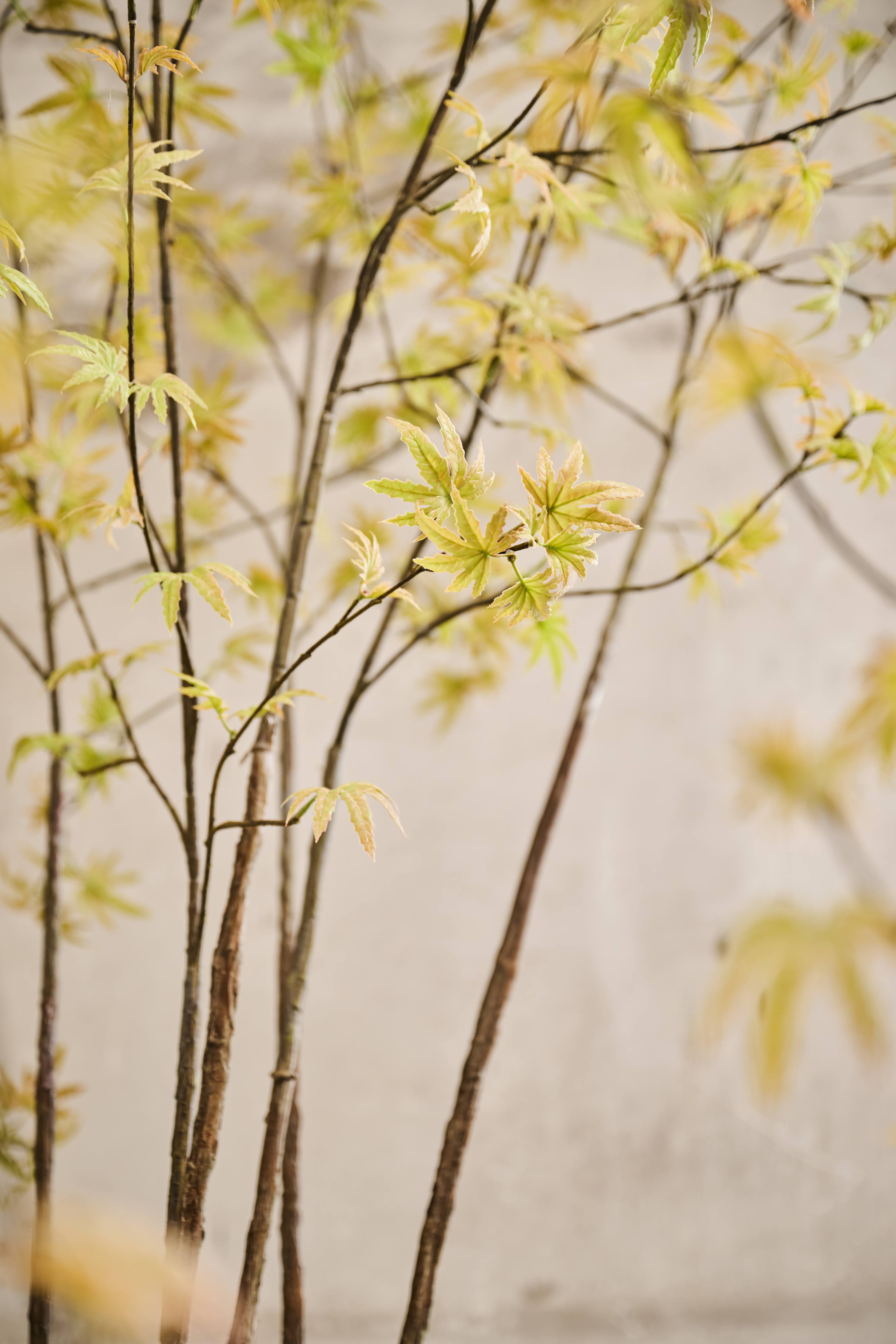 Plant Esdoorn Geel/Groen | 255 cm