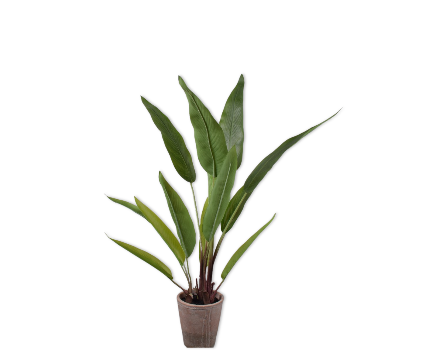 Bananenplant Groen | 91 cm