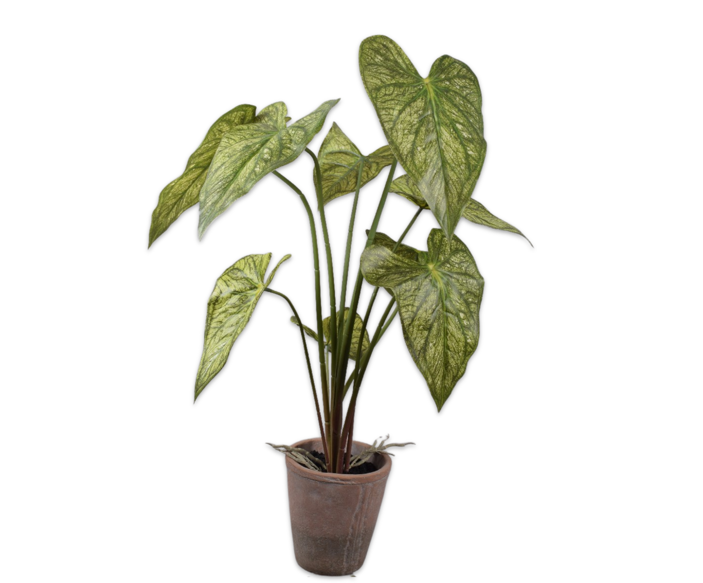 Plant Caladium Groen | 73 cm (set van 3)