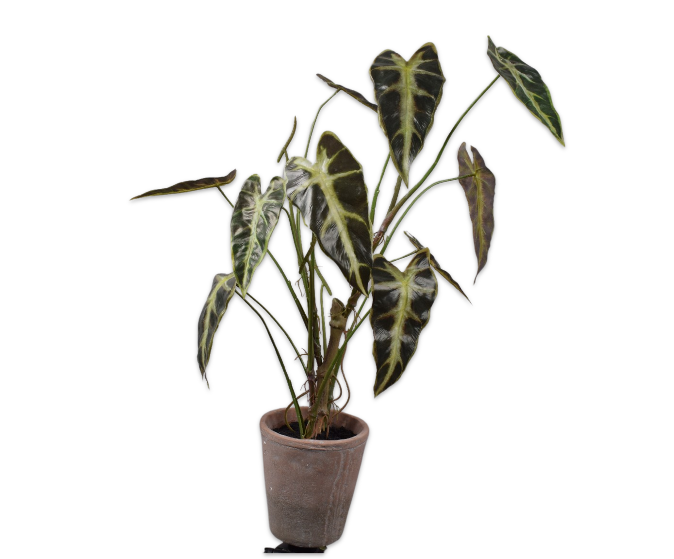 Plant Caladium Groen Pot | 80 cm (set van 4)