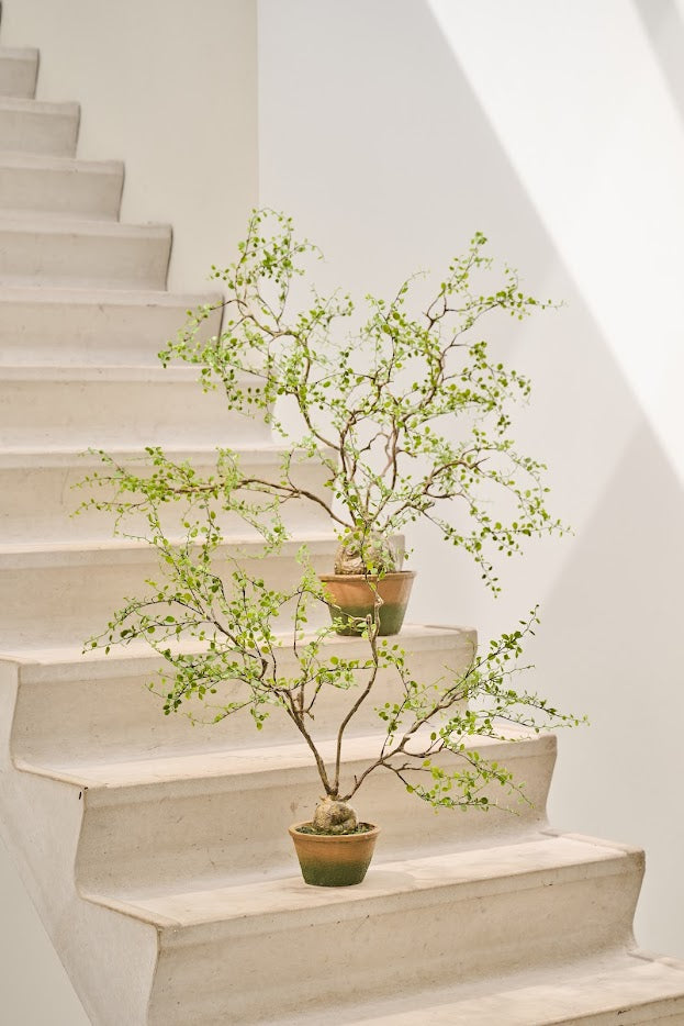 Kunstplant Muehlenbeckia | 86 cm