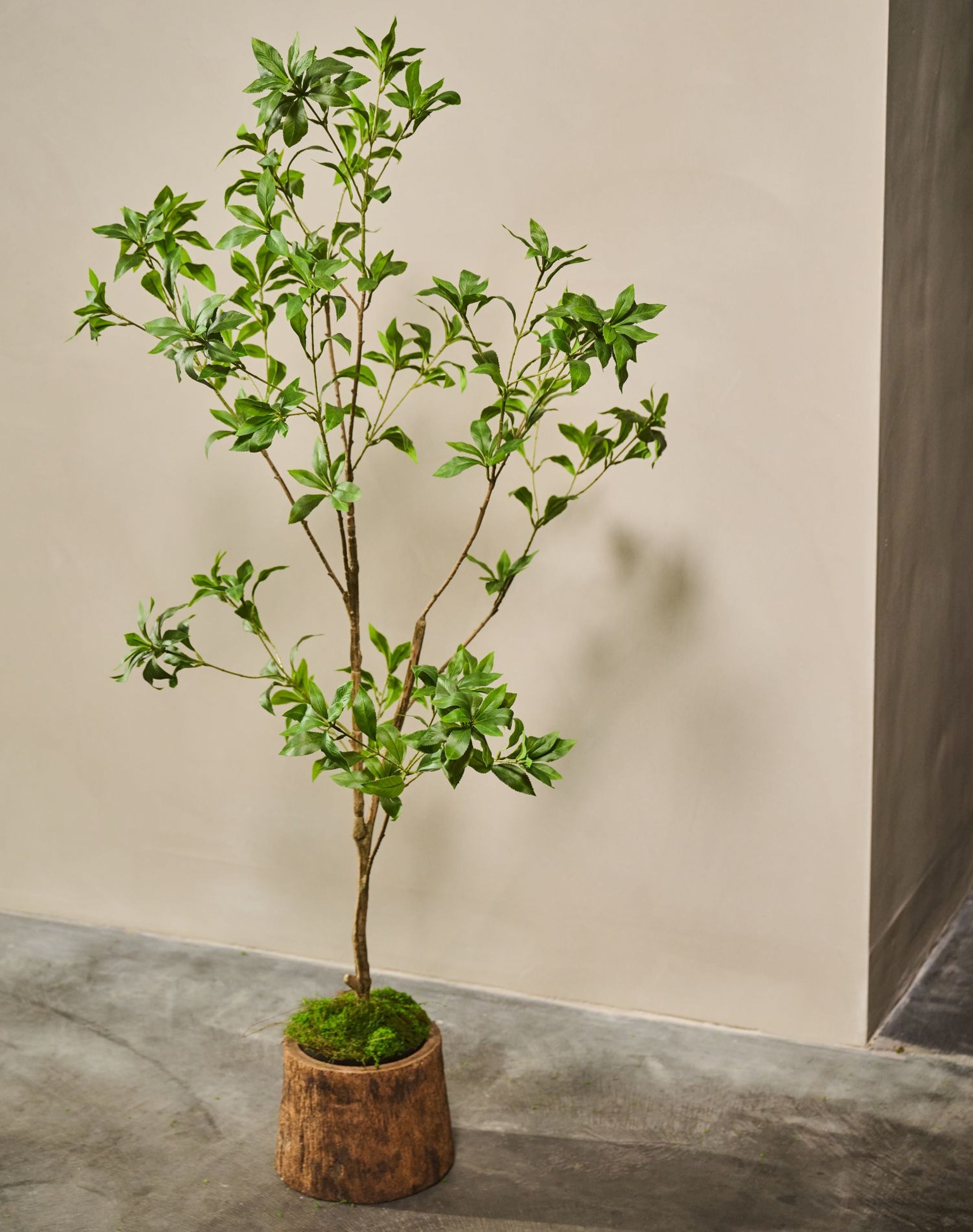 Kunstplant Pittosporum |  150 cm